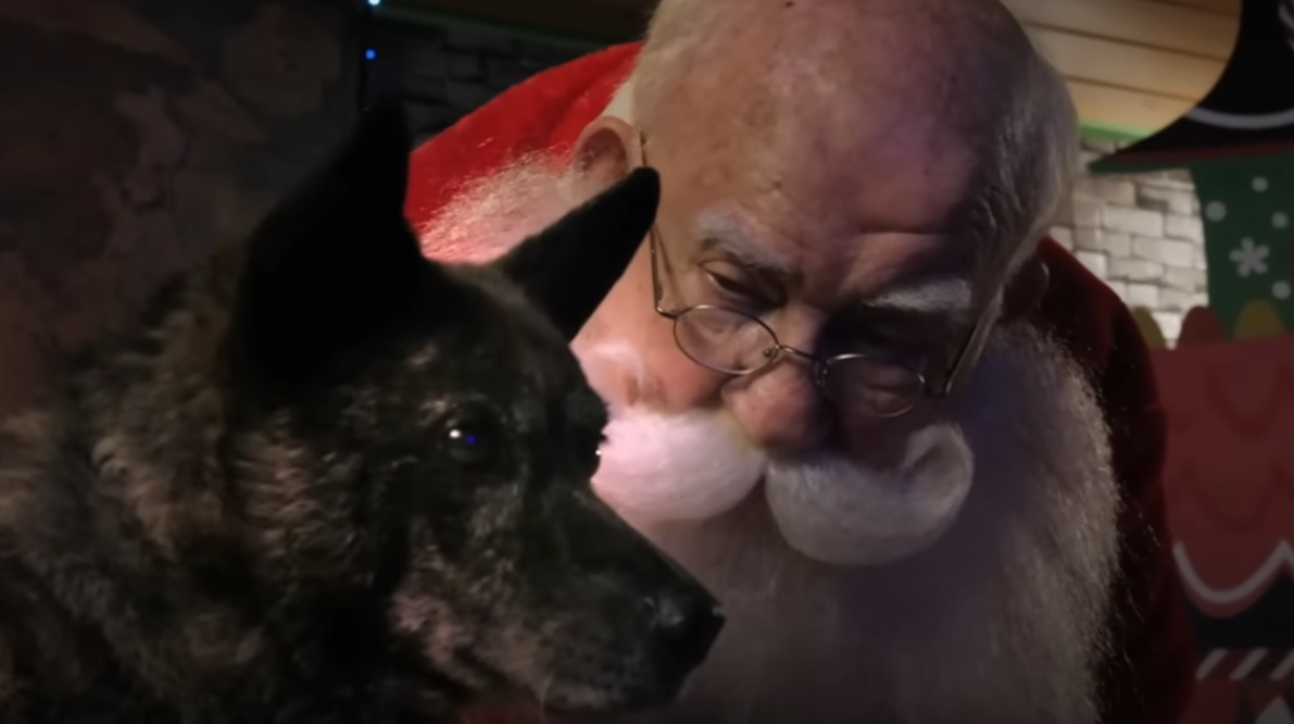 Santa Stole our Dog - Free Christmas Movie